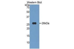Western Blotting (WB) image for anti-Tumor Necrosis Factor (Ligand) Superfamily, Member 14 (TNFSF14) (AA 62-240) antibody (ABIN1173713) (TNFSF14 Antikörper  (AA 62-240))