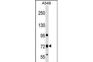 TMC4 Antibody (N-term) (ABIN1539539 and ABIN2849384) western blot analysis in A549 cell line lysates (35 μg/lane). (Tmc4 Antikörper  (N-Term))