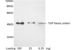 Western blot analysis of tissue lysates using 1 µg/mL Rabbit Anti-TAP-tag [HRP] Polyclonal Antibody (ABIN398917) Predicted Size: 42 KD Observed Size: 42 KD (TAP Tag Antikörper (HRP))