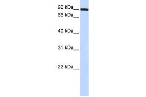 Western Blotting (WB) image for anti-Transferrin Receptor 2 (TFR2) antibody (ABIN2458931) (Transferrin Receptor 2 Antikörper)