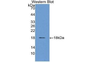 Western Blotting (WB) image for anti-Chorionic Gonadotropin, beta Polypeptide (CGB) (AA 31-165) antibody (ABIN1867198)