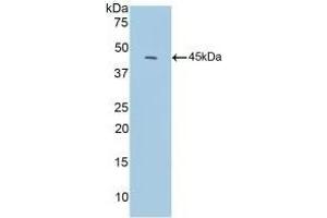 Detection of Recombinant C3c, Mouse using Polyclonal Antibody to Complement C3 Convertase (C3 Convertase) (Complement C3 Convertase Antikörper)