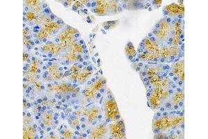 Immunohistochemistry of paraffin-embedded Mouse pancreas using EDN3 Polyclonal Antibody at dilution of 1:100 (40x lens). (Endothelin 3 Antikörper)