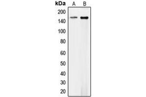 Western blot analysis of Collagen 4 alpha 1 expression in HEK293T (A), mouse endothelial (B) whole cell lysates. (COL4A1 Antikörper  (N-Term))