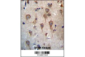 GPHB5 Antibody immunohistochemistry analysis in formalin fixed and paraffin embedded human brain tissue followed by peroxidase conjugation of the secondary antibody and DAB staining. (GPHB5 Antikörper  (C-Term))