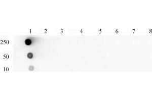 Dot Blot (DB) image for anti-Histone H4 (acLys5) antibody (ABIN6972133)