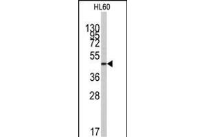 Western blot analysis of anti-ZIC3 Antibody (N-term) (ABIN389243 and ABIN2839388) in HL60 cell line lysates (35 μg/lane). (ZIC3 Antikörper  (N-Term))