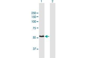 Western Blotting (WB) image for anti-Cytochrome P450, Family 3, Subfamily A, Polypeptide 7 (CYP3A7) (AA 1-503) antibody (ABIN947770)