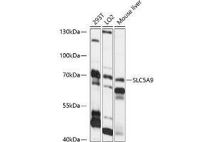 Western blot analysis of extracts of various cell lines, using SLC5 antibody (ABIN7270470) at 1:1000 dilution. (SLC5A9 Antikörper  (AA 230-320))