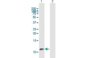 Western Blot analysis of GTF2A2 expression in transfected 293T cell line by GTF2A2 MaxPab polyclonal antibody. (GTF2A2 Antikörper  (AA 1-109))