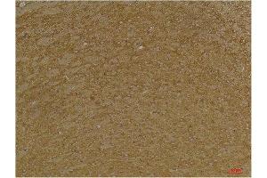 Immunohistochemistry (IHC) analysis of paraffin-embedded Mouse Brain Tissue using KCNK9 (TASK-3) Rabbit Polyclonal Antibody diluted at 1:200.