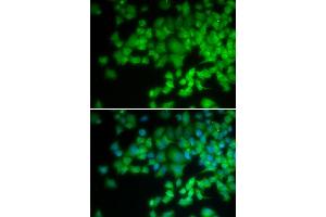Immunofluorescence analysis of U2OS cells using NCF4 antibody (ABIN5971122). (NCF4 Antikörper)
