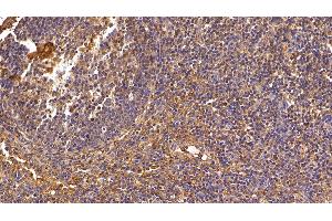 Detection of IL8 in Porcine Lymph node Tissue using Polyclonal Antibody to Interleukin 8 (IL8) (IL-8 Antikörper  (AA 23-101))