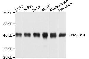 Western blot analysis of extracts of various cells, using DNAJB14 antibody. (DNAJB14 Antikörper)