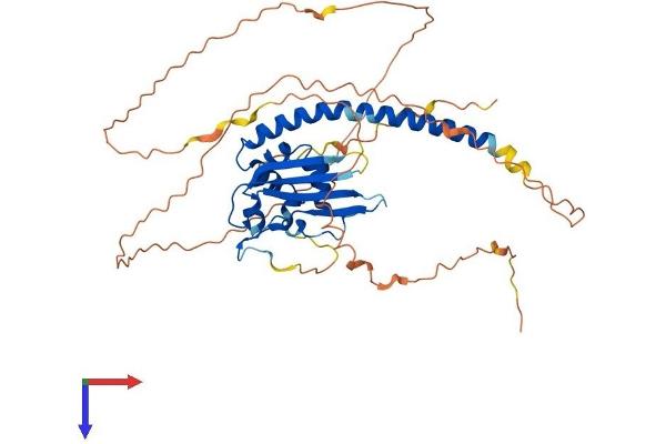 TSPYL1 Protein (AA 1-437) (His tag)