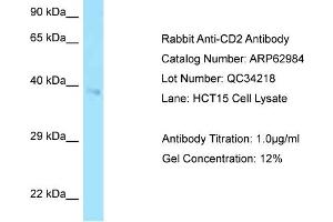 Western Blotting (WB) image for anti-CD2 (CD2) (C-Term) antibody (ABIN2789321) (CD2 Antikörper  (C-Term))