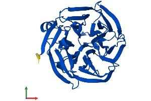 Protein Structure (PS) image for Regucalcin (RGN) (AA 1-299) protein (His tag) (ABIN7551305)
