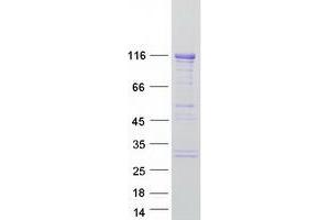 Validation with Western Blot (SH3BP4 Protein (Myc-DYKDDDDK Tag))