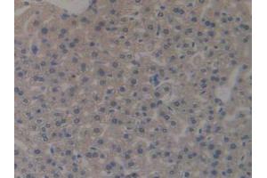 IHC-P analysis of Mouse Liver Tissue, with DAB staining. (MUC1 Antikörper  (AA 474-630))