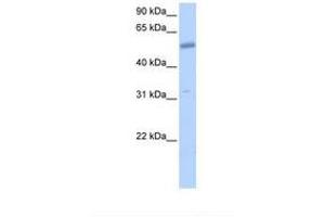 Image no. 1 for anti-Collagen, Type XXVI, alpha 1 (COL26A1) (AA 331-380) antibody (ABIN6739369)