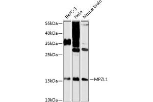 Western blot analysis of extracts of various cell lines, using MPZL1 antibody (ABIN6130846, ABIN6143978, ABIN6143979 and ABIN6216906) at 1:3000 dilution. (MPZL1 Antikörper  (AA 1-269))
