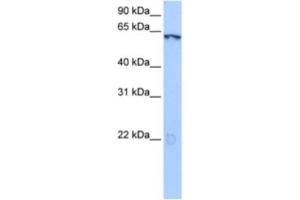 Western Blotting (WB) image for anti-Lin-9 Homolog (LIN9) antibody (ABIN2463376) (LIN9 Antikörper)