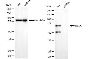 Western blotting analysis using RELA antibody (ABIN7799646). (NF-kB p65 Antikörper)