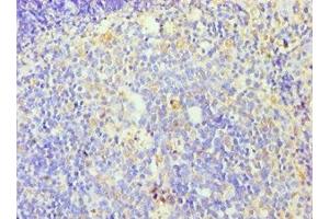 Immunohistochemistry of paraffin-embedded human tonsil tissue using ABIN7176253 at dilution of 1:100
