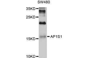 Western blot analysis of extracts of SW480 cells, using AP1S1 antibody. (AP1S1 Antikörper)