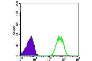 FC analysis of Jurkat cells using NME1 antibody (green) and negative control (purple). (NME1 Antikörper)