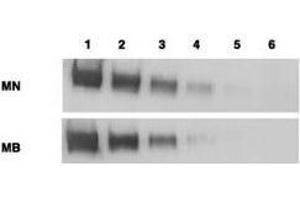 Western blotting using  anti-mesothelin antibodies to detect mesothelin-Fc at 100 ng (lane 1), 25 ng (lane 2), 6 ng (lane 3), 2 ng (lane 4) and 0. (Mesothelin Antikörper  (Extracellular Domain))