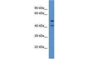 Image no. 1 for anti-Pyroglutamylated RFamide Peptide Receptor (QRFPR) (C-Term) antibody (ABIN6746840) (QRFPR Antikörper  (C-Term))