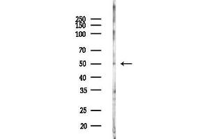 anti-BCL2/adenovirus E1B 19kDa Interacting Protein 2 (BNIP2) (Internal Region) antibody