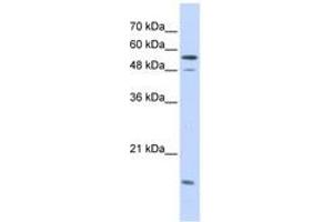 Image no. 1 for anti-Karyopherin alpha 2 (RAG Cohort 1, Importin alpha 1) (KPNA2) (AA 323-372) antibody (ABIN6741264)