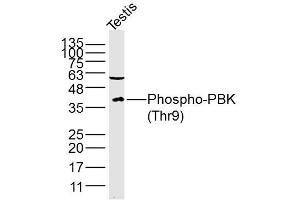 Lane 1: Mouse testis lysates probed with PBK/TOPK(Thr9) Polyclonal Antibody, Unconjugated (bs-3326R) at 1:300 overnight at 4˚C. (PBK Antikörper  (pThr9))
