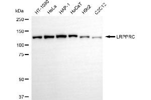 Western blotting analysis using LRPPRC antibody (ABIN7799254).