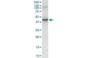 Immunoprecipitation of FAS transfected lysate using anti-FAS MaxPab rabbit polyclonal antibody and Protein A Magnetic Bead , and immunoblotted with . (FAS Antikörper  (AA 1-335))