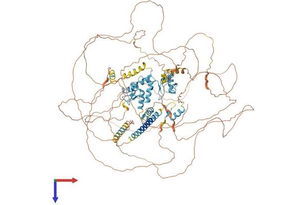 SALL4 Protein (AA 1-1053) (His tag)