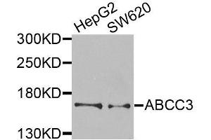 Western blot analysis of extracts of various cell lines, using ABCC3 antibody (ABIN6003581) at 1/1000 dilution. (ABCC3 Antikörper)