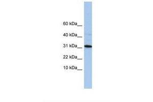 Image no. 1 for anti-Chromosome 9 Open Reading Frame 153 (C9orf153) (C-Term) antibody (ABIN6739432) (C9orf153 Antikörper  (C-Term))