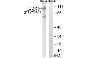 Western Blotting (WB) image for anti-Discoidin Domain Receptor tyrosine Kinase 1 (DDR1) (pTyr513) antibody (ABIN1847696) (DDR1 Antikörper  (pTyr513))