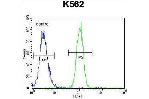 CCDC61 Antibody (N-term) flow cytometric analysis of K562 cells (right histogram) compared to a negative control cell (left histogram).