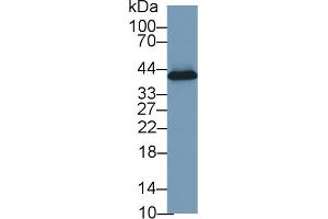 Haptoglobin antibody  (AA 123-307)