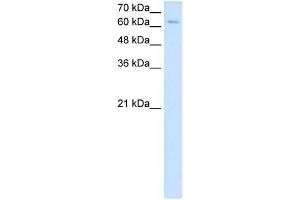 NR2C2 antibody used at 2.