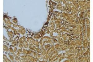 ABIN6273018 at 1/100 staining Mouse kidney tissue by IHC-P. (Syntaxin 11 Antikörper  (Internal Region))