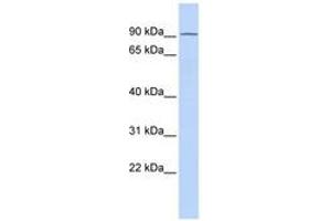 Image no. 1 for anti-TCDD-Inducible Poly(ADP-Ribose) Polymerase (Tiparp) (AA 36-85) antibody (ABIN6740352) (Tiparp Antikörper  (AA 36-85))