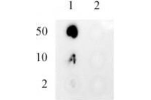 Dot Blot (DB) image for anti-Ubiquitin (Ub) antibody (ABIN6731030)