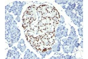IHC testing of FFPE rat pancreas with NKX2. (Nkx2-2 Antikörper)