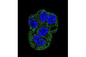 Confocal immunofluorescent analysis of LTF Antibody (ABIN658977 and ABIN2838030) with HepG2 cell followed by Alexa Fluor® 488-conjugated goat anti-mouse lgG (green). (Lactoferrin Antikörper)