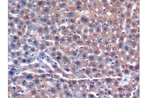 Detection of GSTa3 in Mouse Liver Tissue using Polyclonal Antibody to Glutathione S Transferase Alpha 3 (GSTa3) (GSTA3 Antikörper  (AA 1-221))